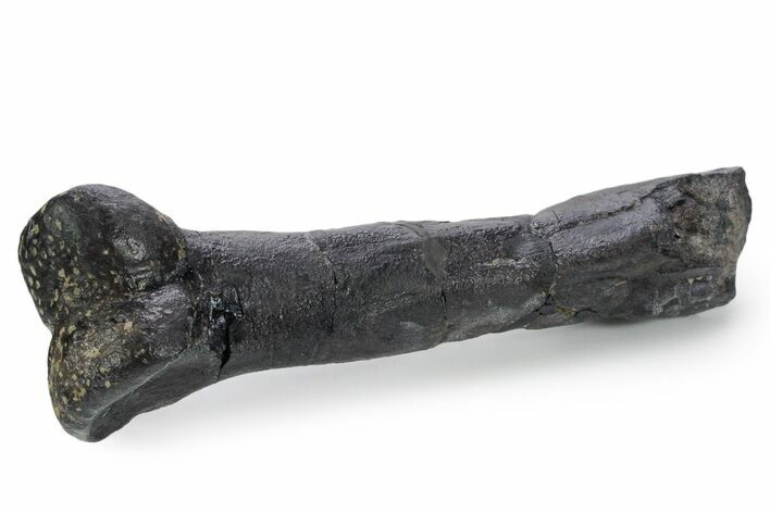 Theropod Dinosaur (Allosaurus) Metatarsal (III) - Wyoming #357680